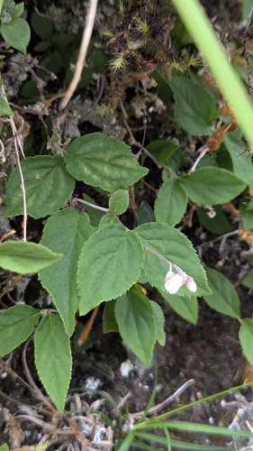 Deutzia taiwanensis (Deutzia taiwanensis)