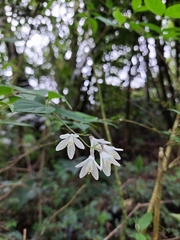 Deutzia taiwanensis (Deutzia taiwanensis)
