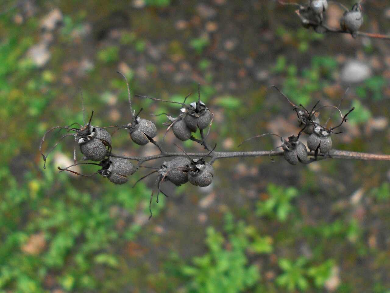 Deutzia uniflora: Żylistek koreański ( Deutzia coreana ), Ogród Botaniczny UMCS w Lublinie.
