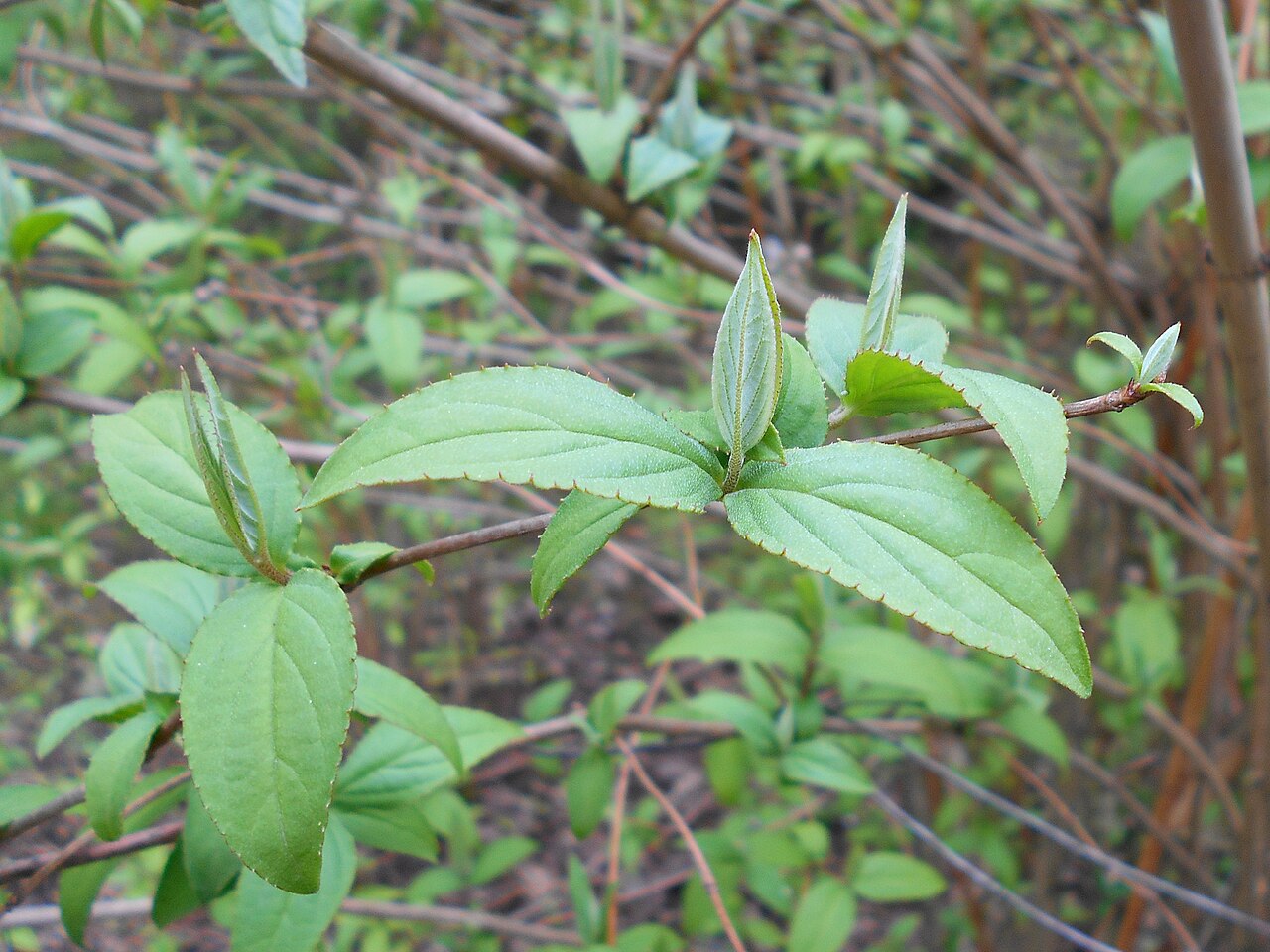 Deutzia uniflora: Żylistek koreański ( Deutzia coreana ), Ogród Botaniczny UMCS w Lublinie.