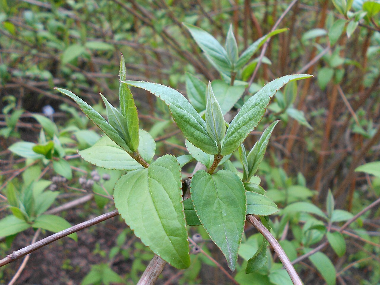 Deutzia uniflora: Żylistek koreański ( Deutzia coreana ), Ogród Botaniczny UMCS w Lublinie.