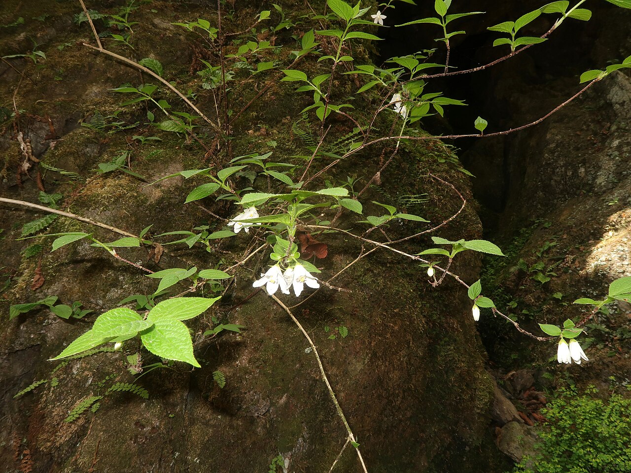 Deutzia uniflora: Deutzia uniflora , Oume city, Tokyo pref., Japan