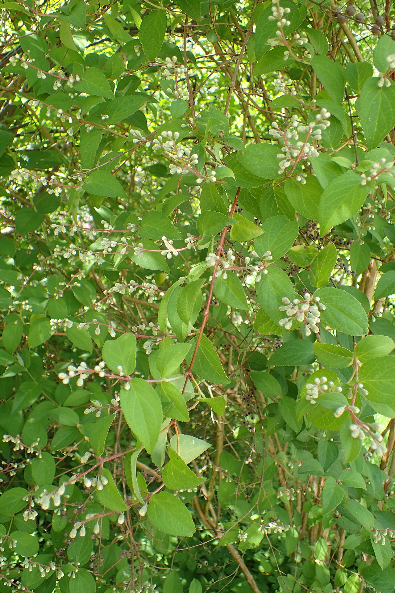 Deutzia uniflora: Deutzia coreana in the Botanischer Garten, Berlin-Dahlem