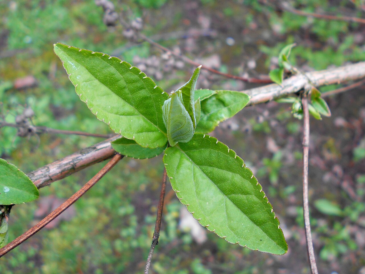 Deutzia uniflora: Żylistek koreański ( Deutzia coreana ), Ogród Botaniczny UMCS w Lublinie.