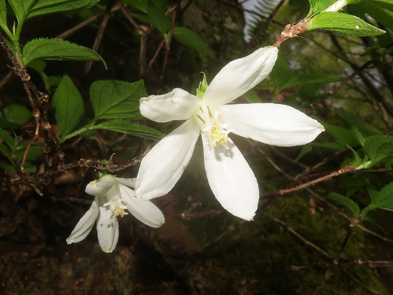 Deutzia uniflora: Deutzia uniflora , Oume city, Tokyo pref., Japan