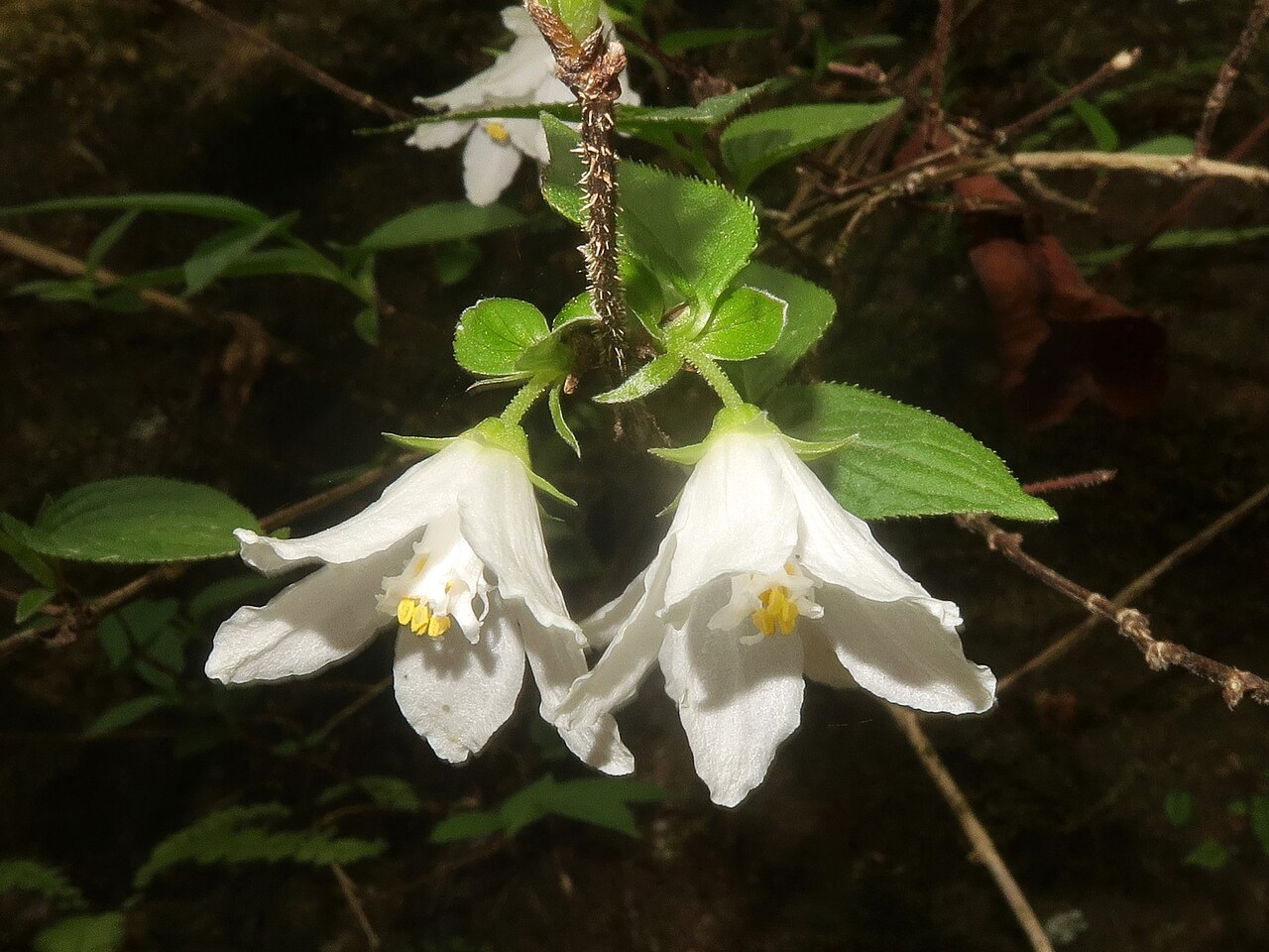Deutzia uniflora: Deutzia uniflora , Oume city, Tokyo pref., Japan