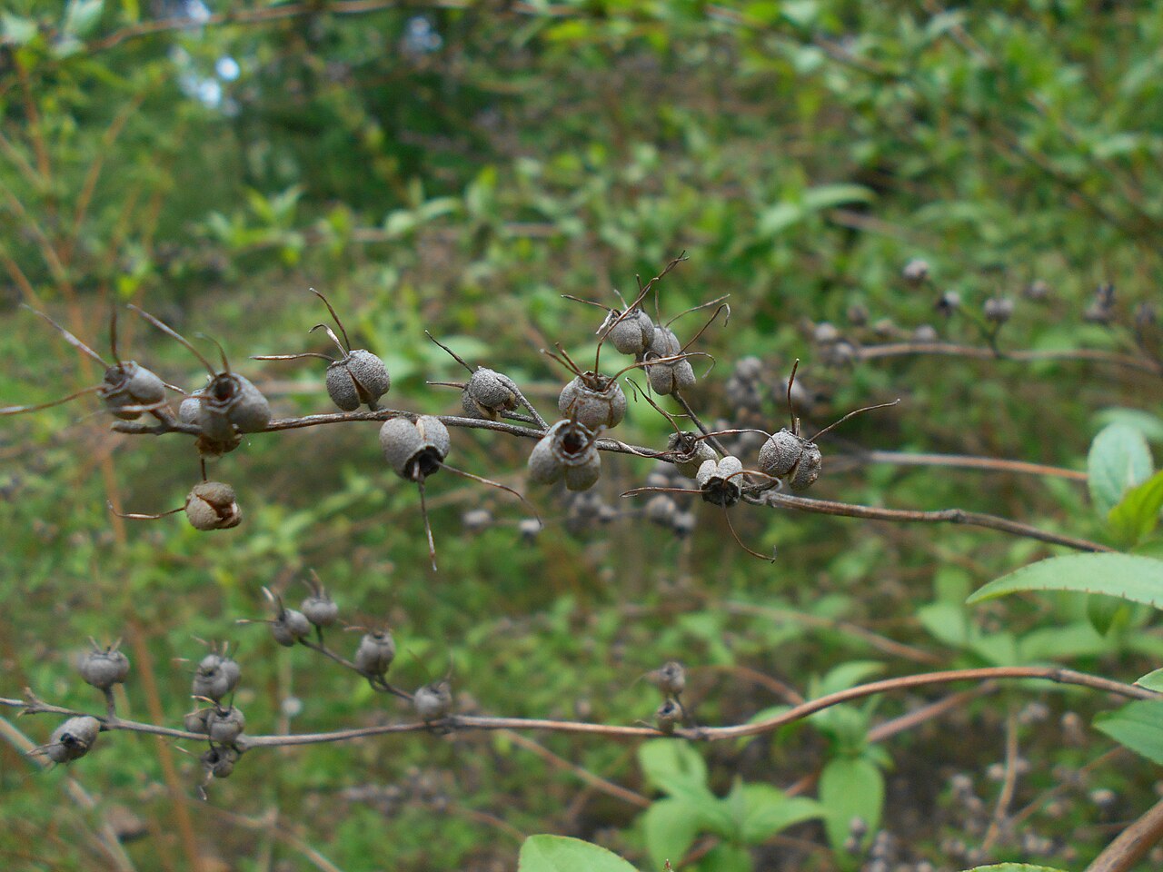 Deutzia uniflora: Żylistek koreański ( Deutzia coreana ), Ogród Botaniczny UMCS w Lublinie.