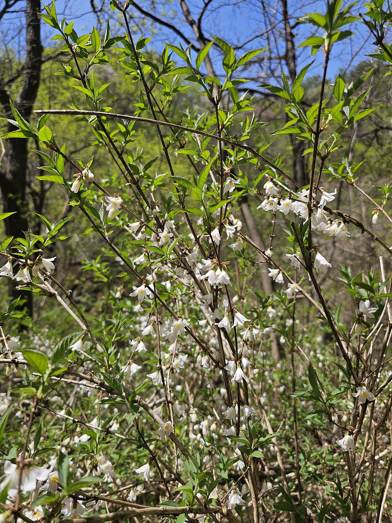 Deutzia uniflora: Deutzia uniflora Shirai at Jugeumsan