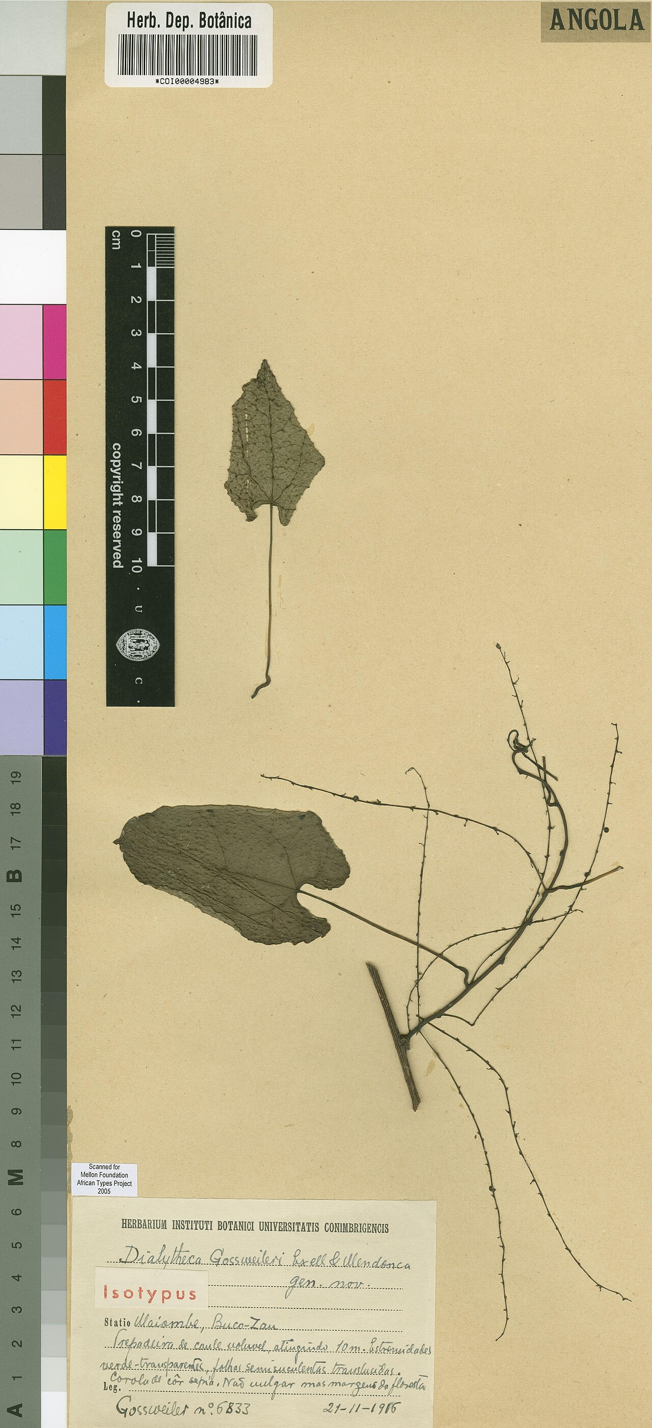 Dialytheca gossweileri: Photograph of Isotype of Dialytheca gossweileri at Herbarium of the University of Coimbra, Portugal (COI). Specimen COI00004983. http://coicatalogue.uc.pt/speci