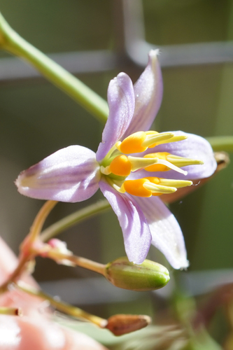 Dianella amoena (Dianella amoena)