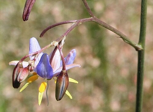 Dianella amoena: A nationally endangered species "A tufted, mat-forming lily, which grows to 50cm tall. It has narrow, linear leaves with slightly irregularly spaced teeth along