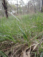 Dianella amoena (Dianella amoena)