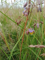Dianella amoena (Dianella amoena)