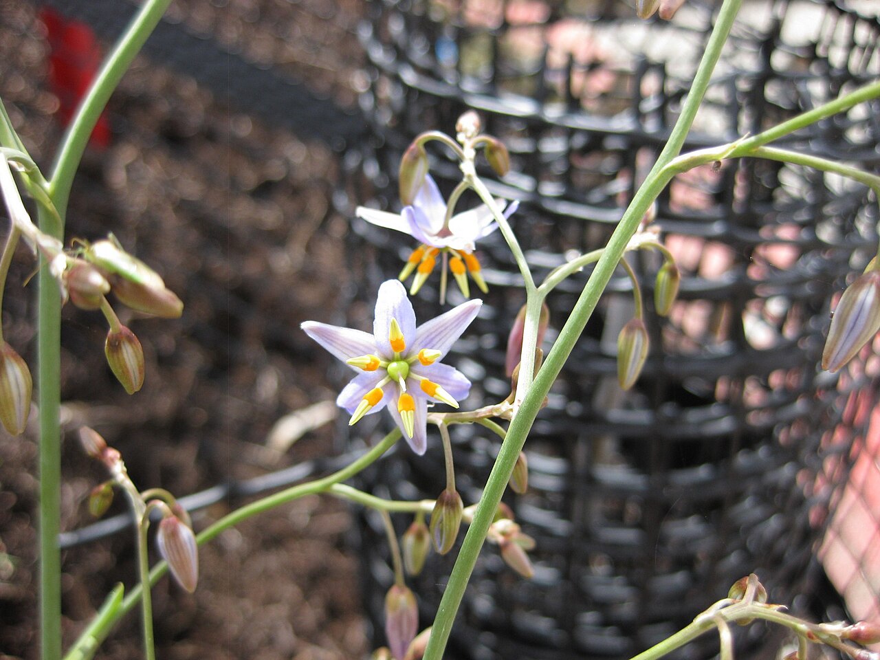 Dianella amoena: dianella amoena . Photographed at Royal Botanic Gardens, Cranbourne (Melbourne, Australia) in December