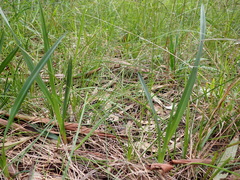 Dianella amoena (Dianella amoena)