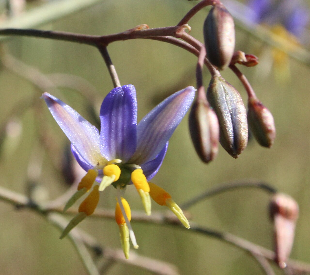 Dianella amoena: A nationally endangered species "A tufted, mat-forming lily, which grows to 50cm tall. It has narrow, linear leaves with slightly irregularly spaced teeth along