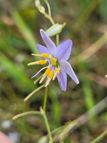 Dianella amoena (Dianella amoena)