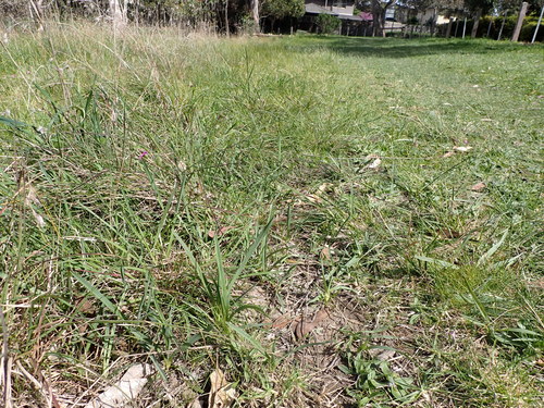 Dianella amoena (Dianella amoena)