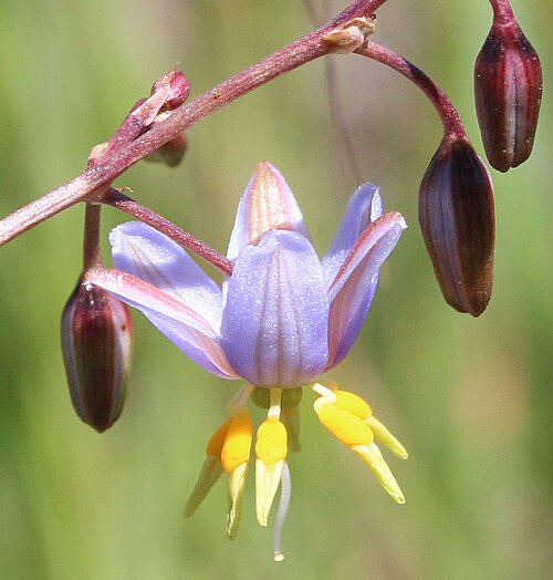 Dianella amoena: A nationally endangered species "A tufted, mat-forming lily, which grows to 50cm tall. It has narrow, linear leaves with slightly irregularly spaced teeth along
