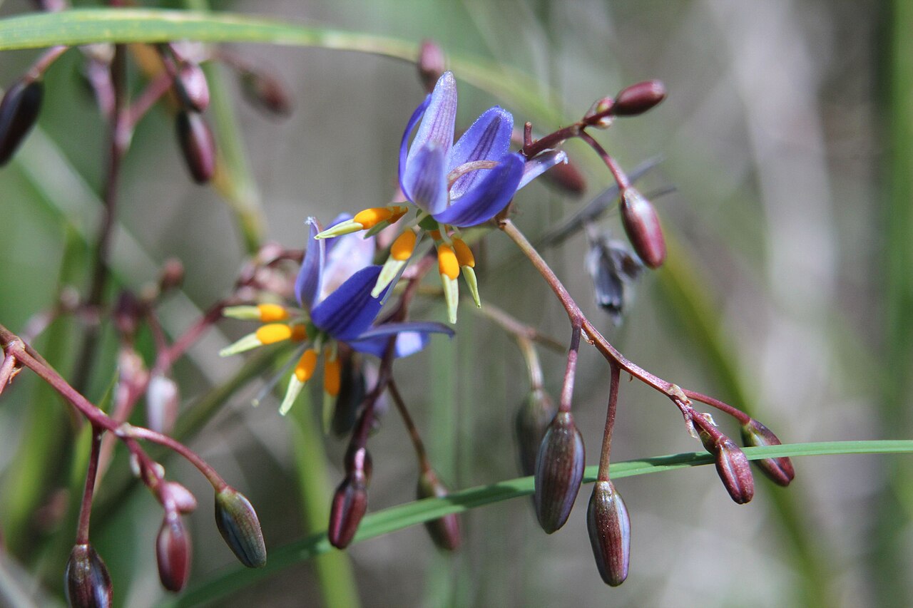 Dianella amoena: A nationally endangered species "A tufted, mat-forming lily, which grows to 50cm tall. It has narrow, linear leaves with slightly irregularly spaced teeth along