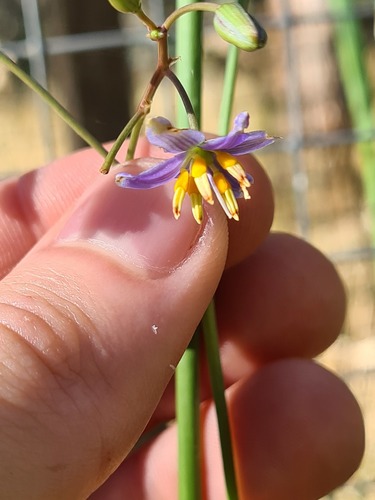 Dianella amoena (Dianella amoena)