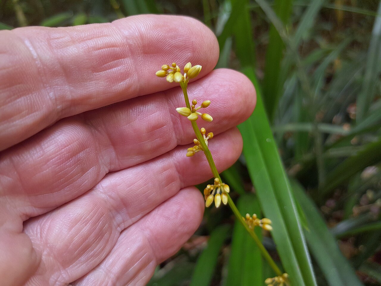 Dianella atraxis: Dianella atraxis in Wooroonooran National Park on the Mt Bartle Frere Summit trail