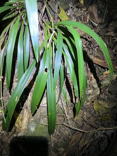 Dianella atraxis (Dianella atraxis)