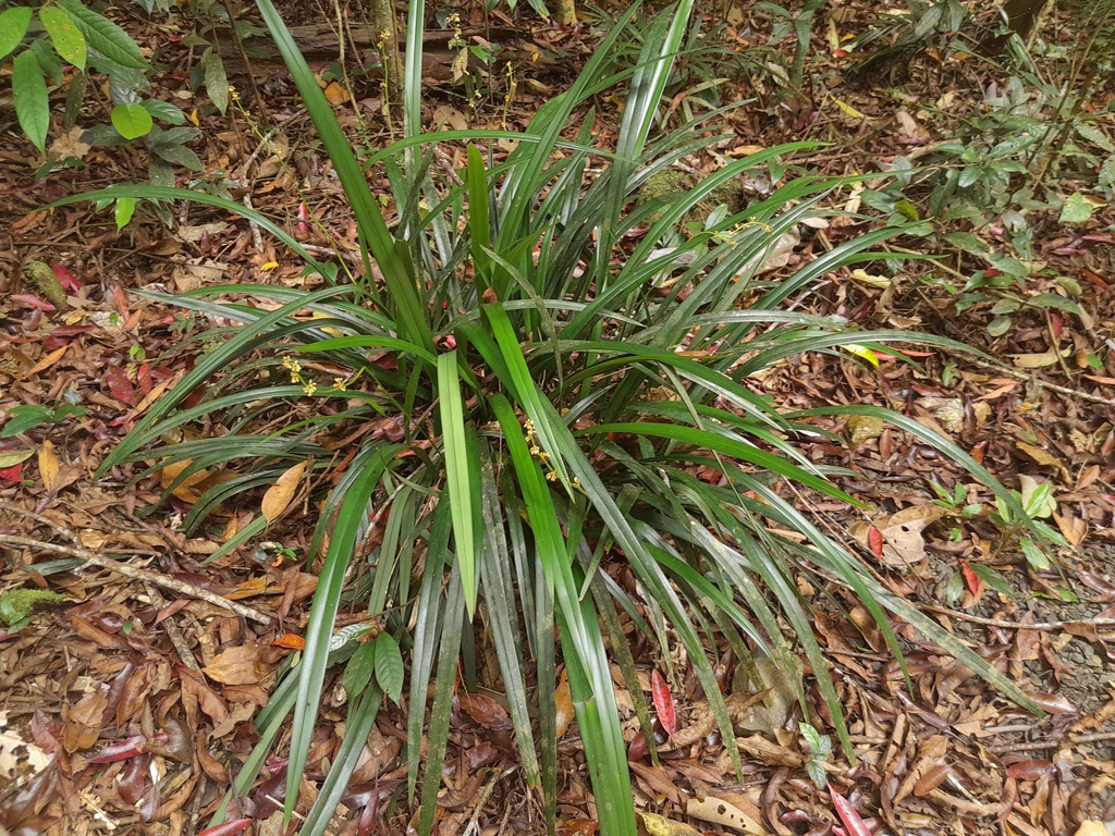 Dianella atraxis (Dianella atraxis)