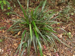 Dianella atraxis (Dianella atraxis)