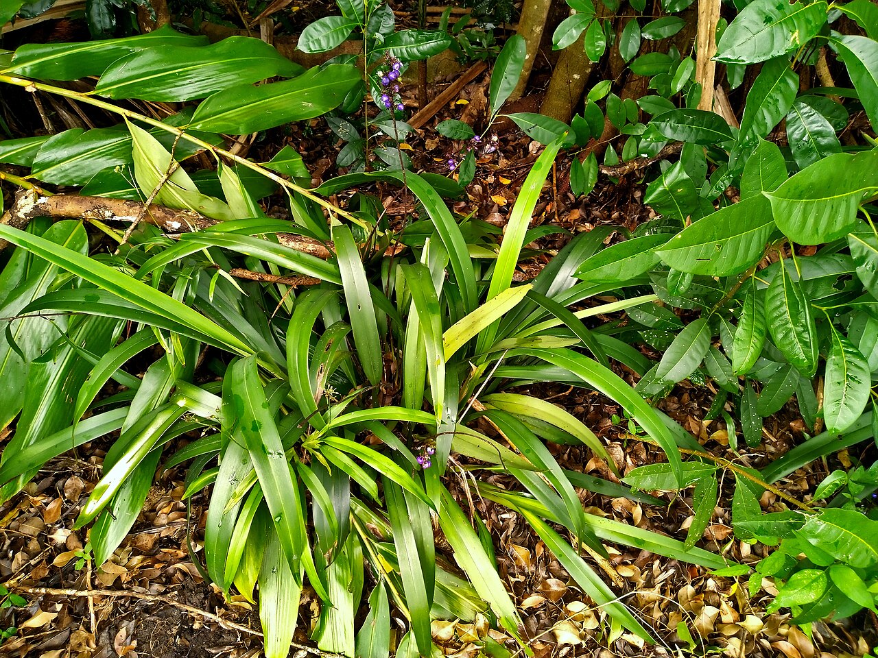 Dianella atraxis: Dianella atraxis growing in a natural reserve in suburban Cairns, Queensland
