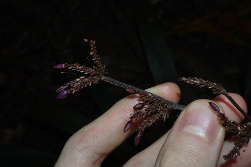 Dianella atraxis (Dianella atraxis)