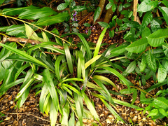 Dianella atraxis (Dianella atraxis)