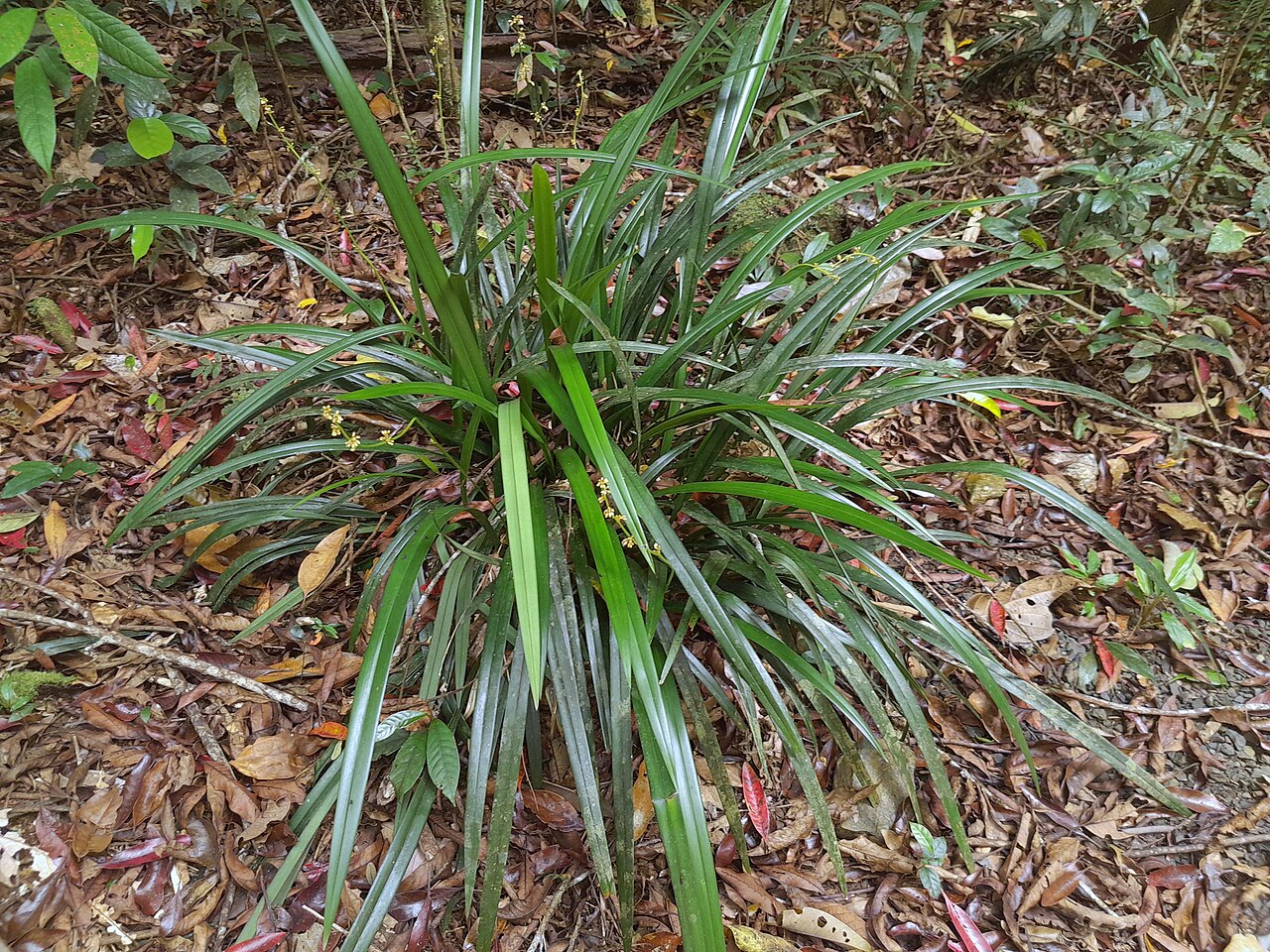 Dianella atraxis: Dianella atraxis in Wooroonooran National Park on the Mt Bartle Frere Summit trail