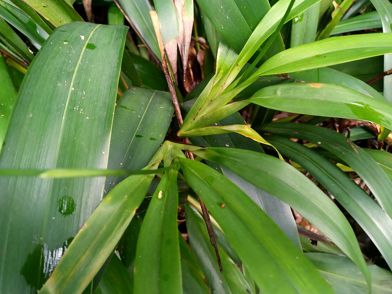 Dianella atraxis: Dianella atraxis growing in a natural reserve in suburban Cairns, Queensland