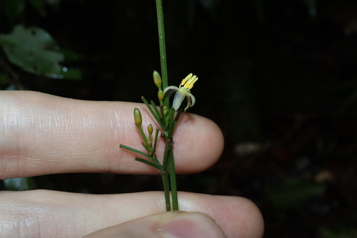 Flax lily (Dianella bambusifolia)