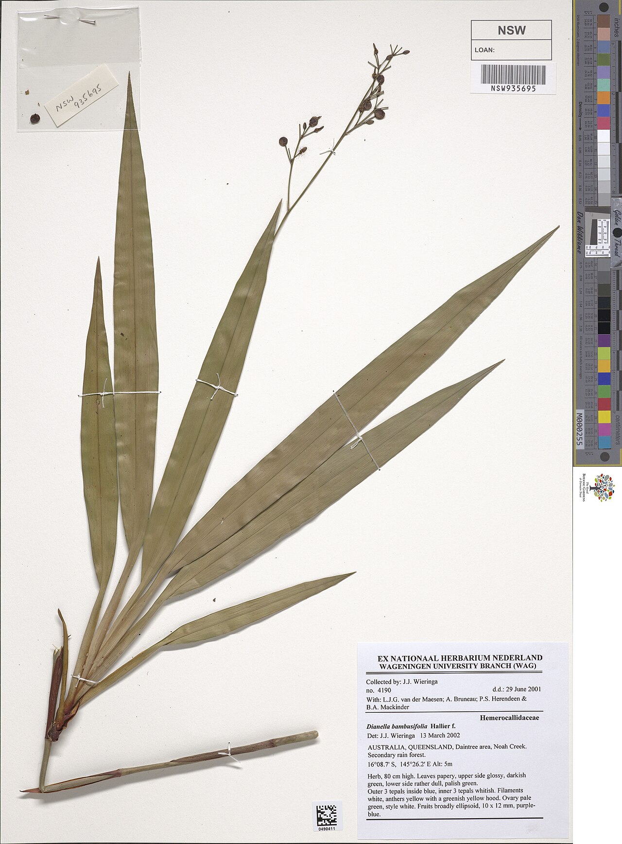 Flax lily: Dianella bambusifolia herbarium specimen NSW935695