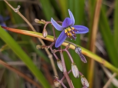 Dianella brevicaulis (Dianella brevicaulis)