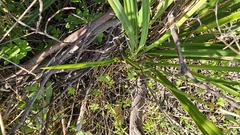 Dianella brevicaulis (Dianella brevicaulis)
