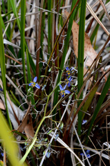 Dianella brevicaulis (Dianella brevicaulis)