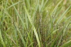 Dianella brevicaulis (Dianella brevicaulis)
