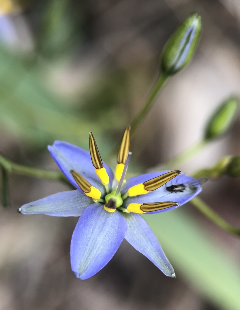 Dianella brevicaulis (Dianella brevicaulis)