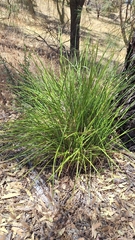 Dianella brevicaulis (Dianella brevicaulis)