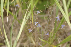 Dianella brevicaulis (Dianella brevicaulis)