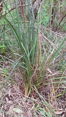 Dianella brevicaulis (Dianella brevicaulis)