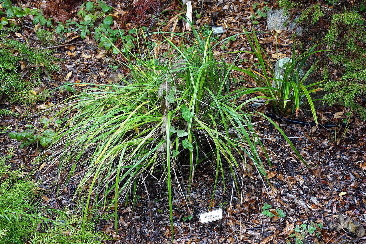 Dianella brevicaulis: Botanical specimen in the UC Santa Cruz Arboretum at the University of California, Santa Cruz - 1156 High Street, Santa Cruz, California, USA.