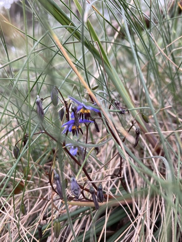 Dianella brevicaulis (Dianella brevicaulis)