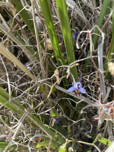 Dianella brevicaulis (Dianella brevicaulis)