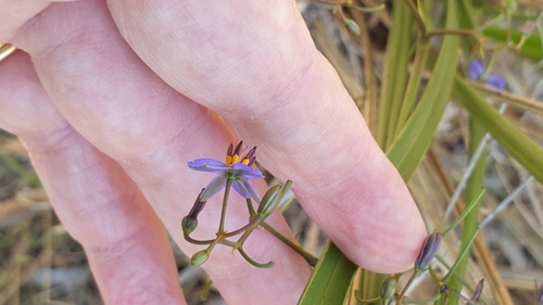 Dianella brevicaulis (Dianella brevicaulis)