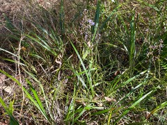 Cerulean flaxlily (Dianella caerulea)