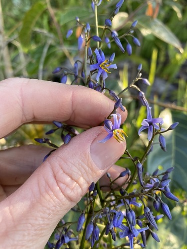Cerulean flaxlily (Dianella caerulea)